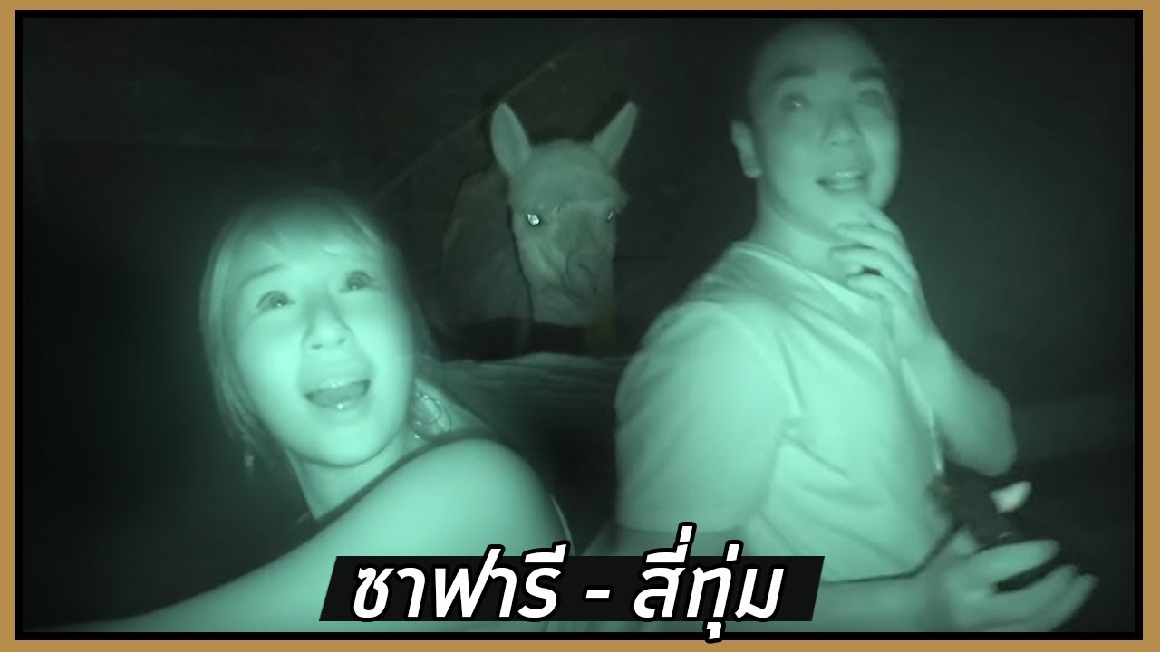 เปิดโลกราตรี วิถีนักล่ากลางคืน (ไนท์ซาฟารี) 🌙