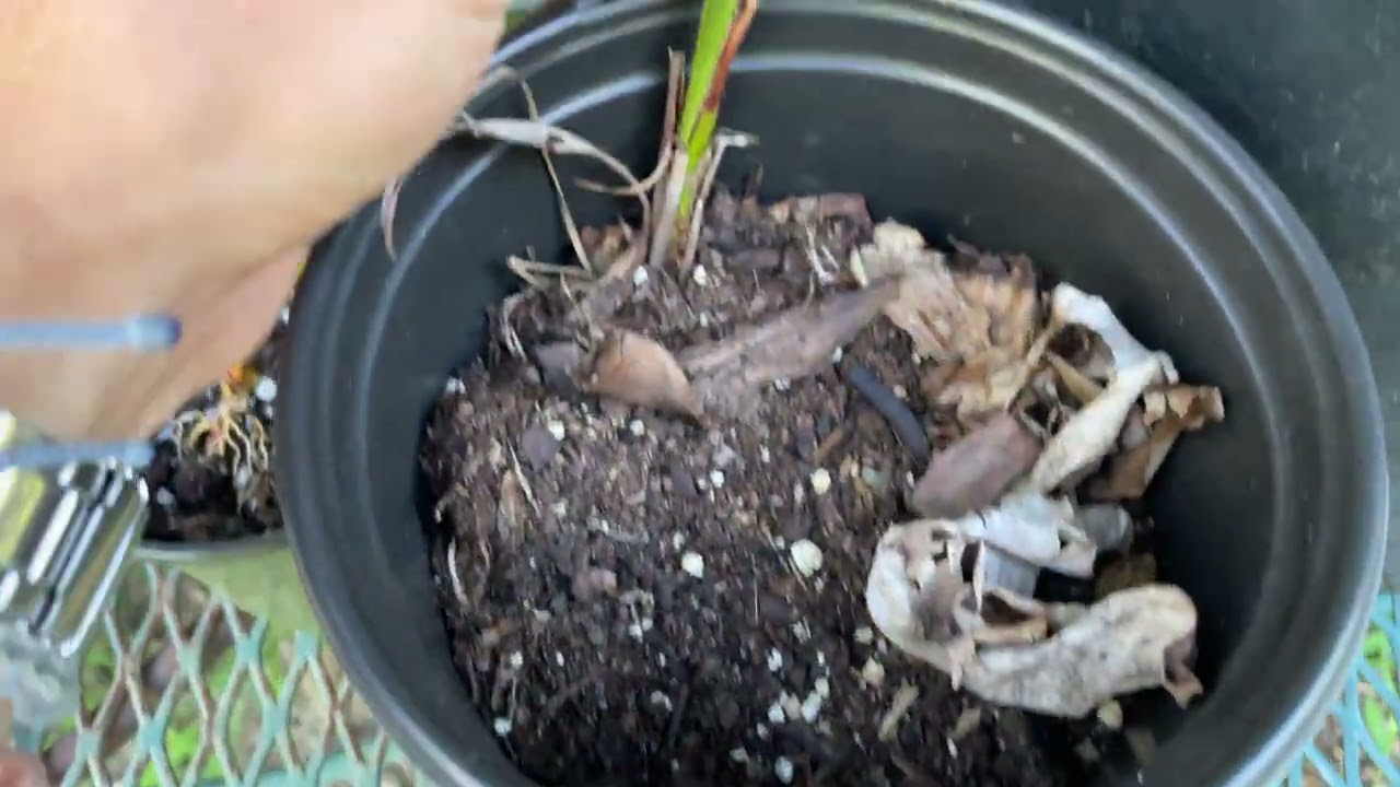 The Truth About Growing Palm Trees in Virginia