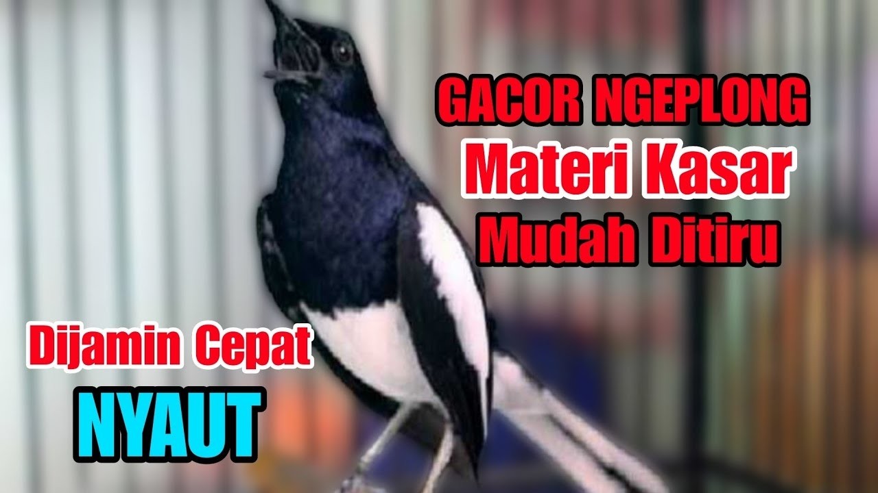 suara kacer gacor NGEPLONG tarung ini paling AMPUH buat PANCINGAN KACER agar EMOSI NYAUT