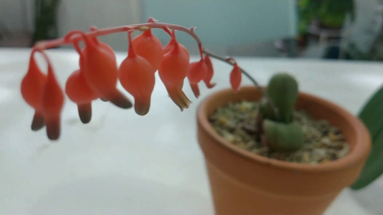 Gasteria Glomerata