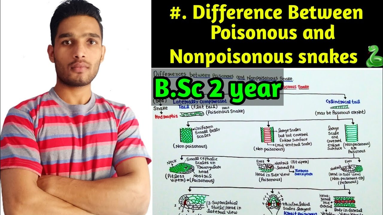 Difference Between Poisonous and Nonpoisonous Snakes || BSc 3rd Year Zoology 5th Semester 2nd paper