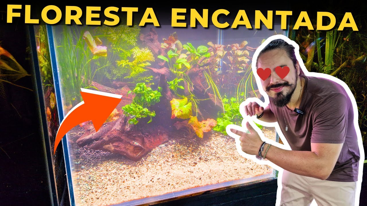 🔴MONTEI O AQUÁRIO PLANTADO MAIS LINDO QUE JÁ TIVE |Mr. Betta|