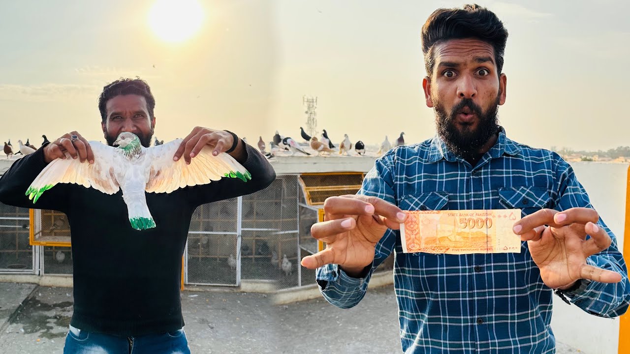 Bazzi wali Aseel kabutari par 5 hazar bandh kar ura diya 😱😮