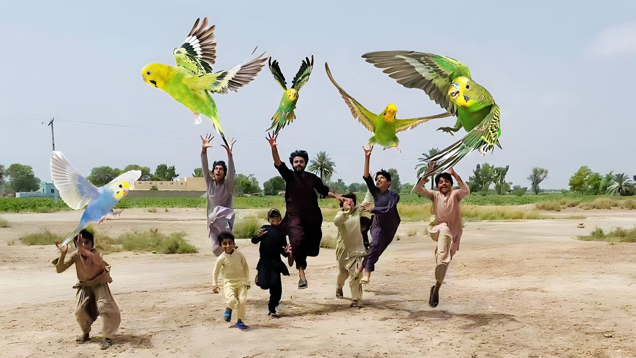 Wairana Main Kesi Ke Budgies Hum Na Pakr Ly 😍 | Budgies Na Sab Ko Bite Ke