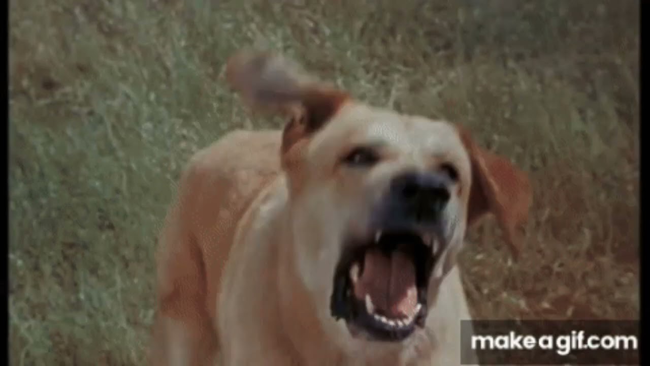 Old Yeller Released December 25, 1957