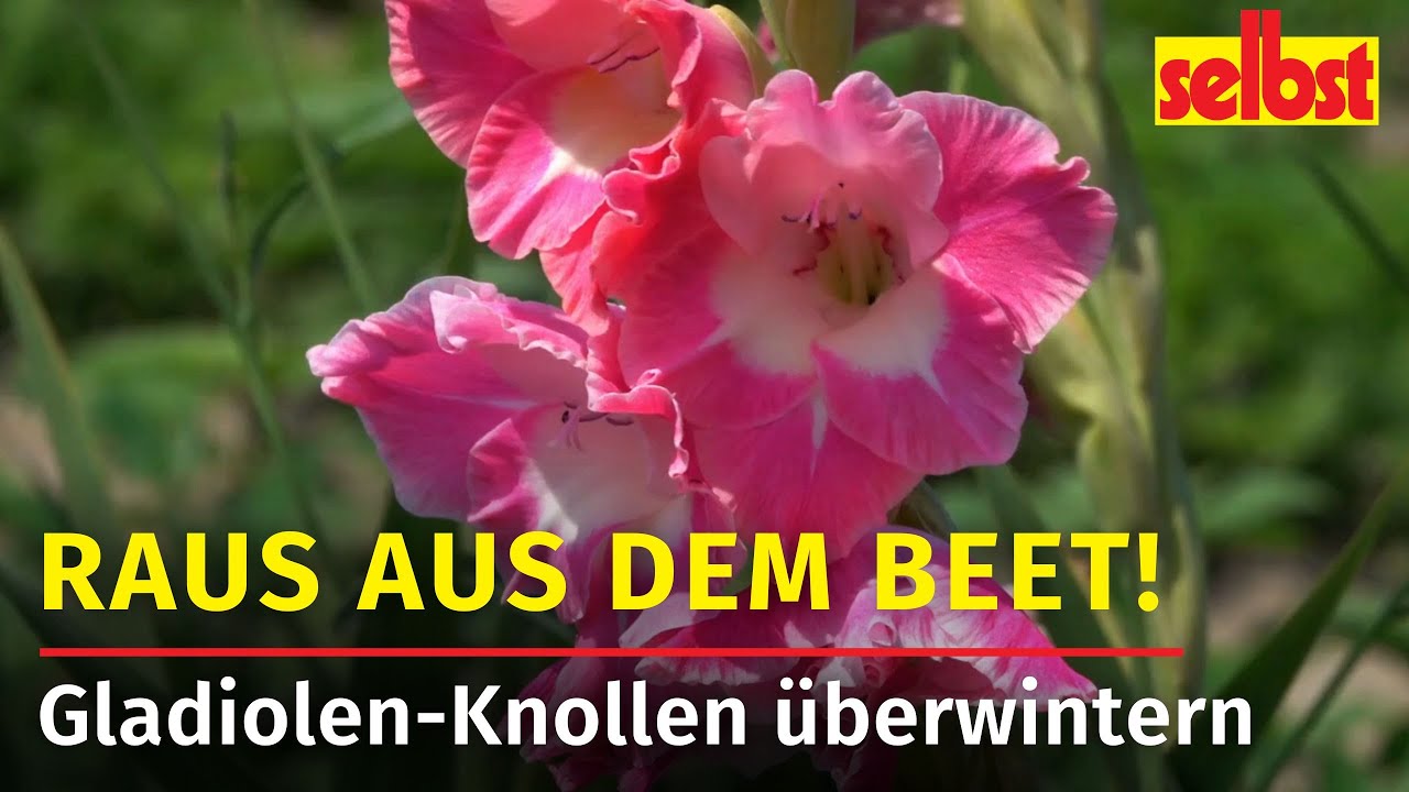 Gladiolen &uuml;berwintern: So &uuml;berleben die Knollen