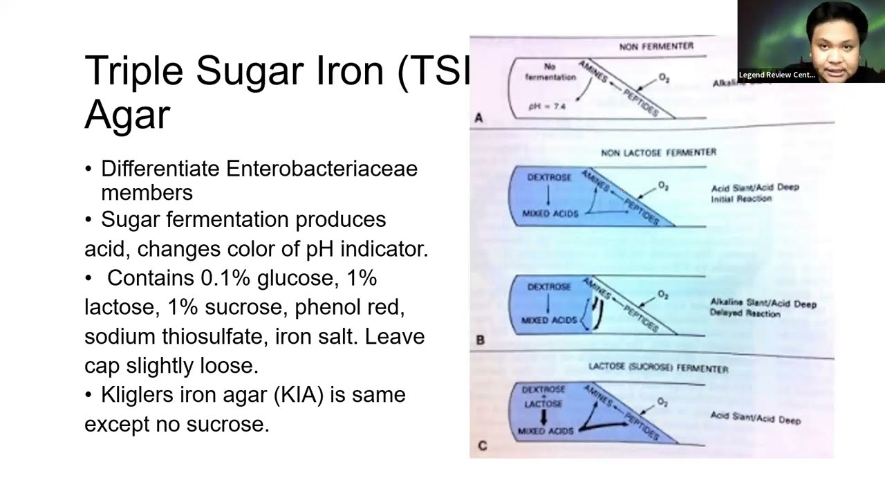 Triple Sugar Iron (TSI) Agar | Legend Review Center