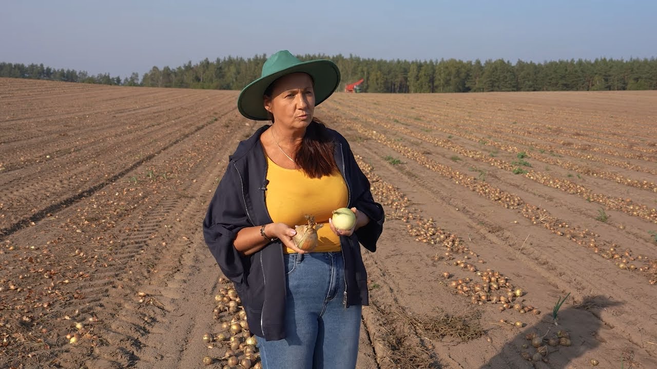 🧅Czy cebula  uratuje nasze straty finansowe na zbożu ⁉️ 👩‍🌾GR Szkotowo zbiór Cebuli 2023🧅