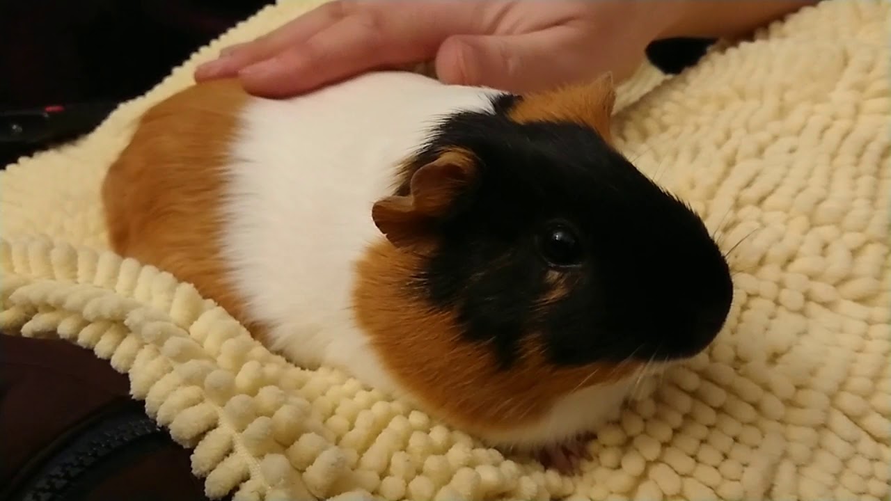 Ginger Speedy LOVING Her Chin Rubs ❤️🐾 - Guinea Pig Chutting Near End of Video 🐾
