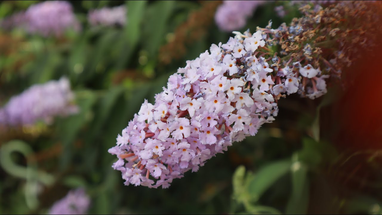 Buddleja davidii - El arbusto de las Mariposas - características y cuidados - Lilo de verano