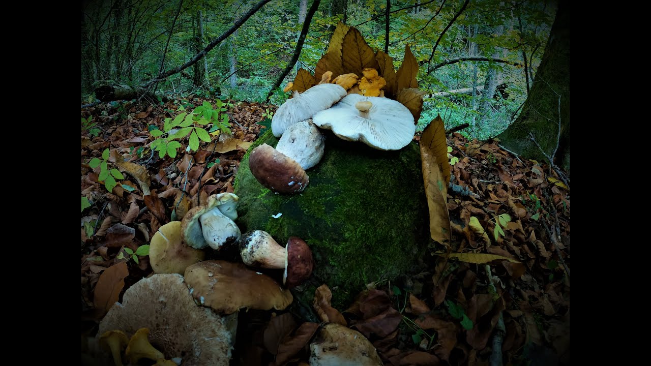 SETAS   BOSQUES DE CASTAÑOS Y HAYAS