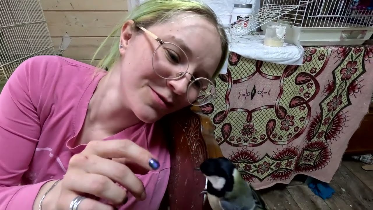 Синица Горошек ворует детское питание у попугайчат