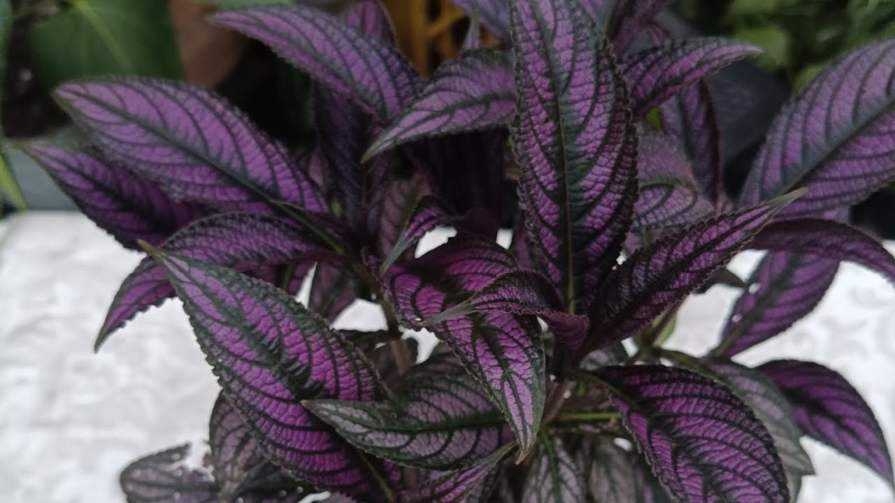 Cómo cuidar el escudo persa(strobilanthes dyerianus) eloasisdesonia 