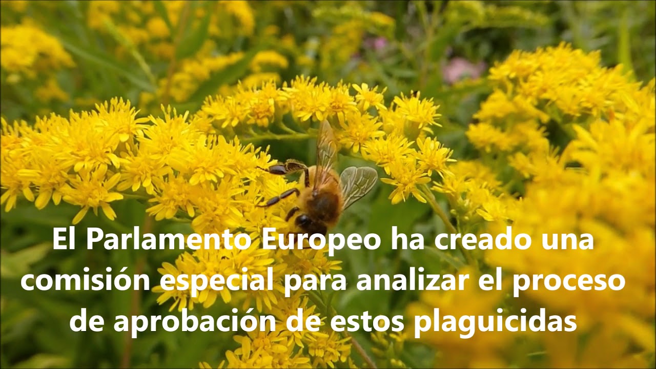 SOS Salvemos las abejas - Isabel Caballero Blog