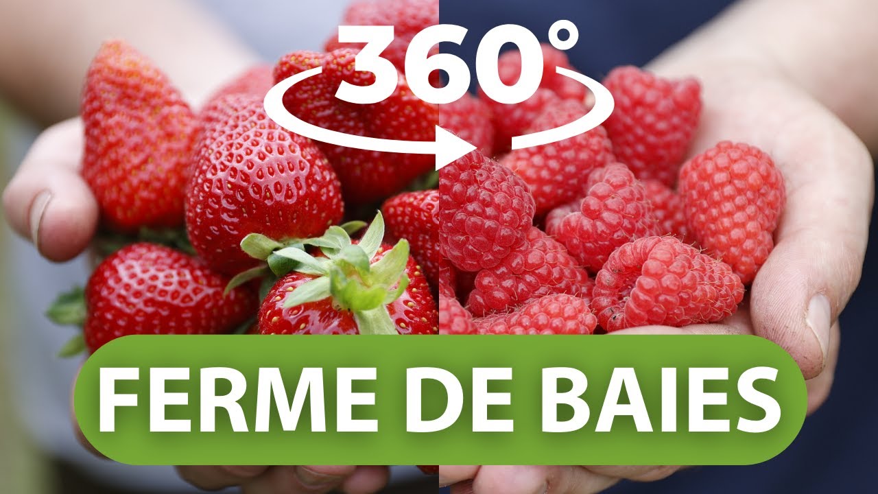 Vidéo 360° de la ferme de baies