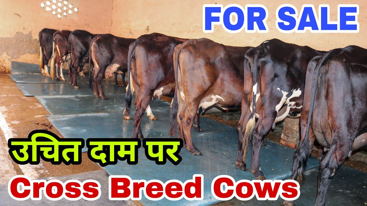 Cross Breed Cows Milking Cows at 