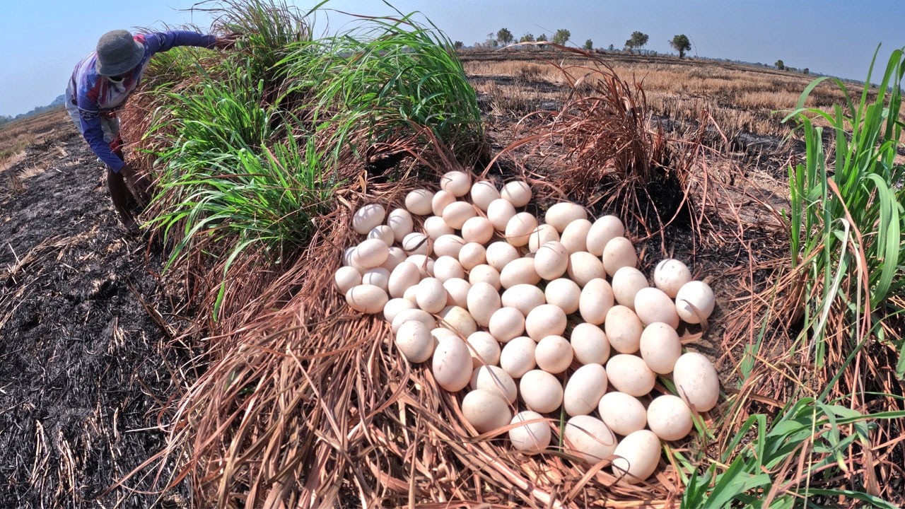 Wow wow amazing - a skills man pick duck eggs under grass amazing man pick a lot of by skills hand