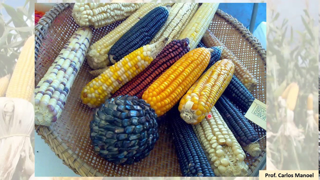 AULA 01 BOTÂNICA DO MILHO