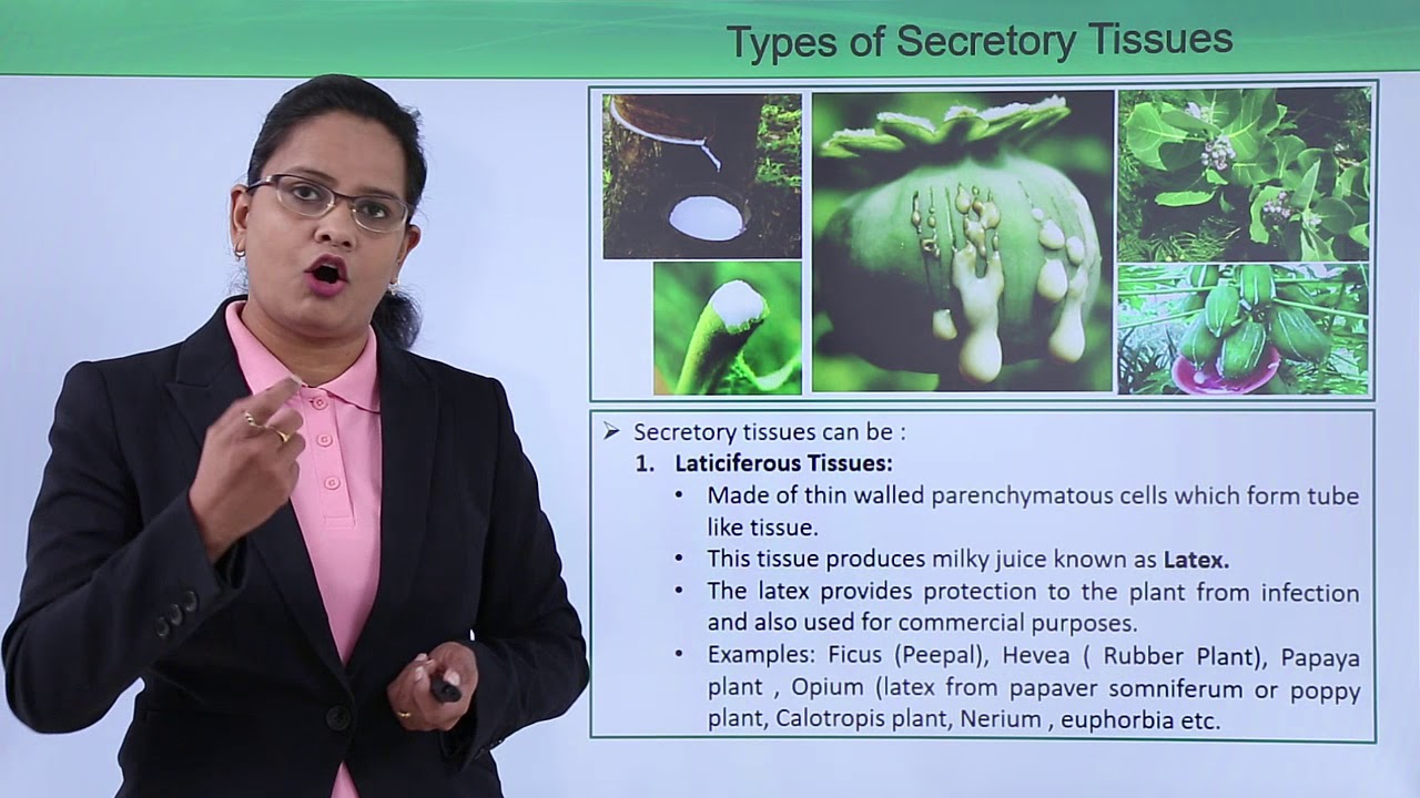 Class10th – Secretory Tissues Types and Function | Xylem | Tutorials Point