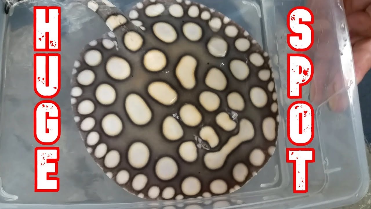 Moving ALBINO BLACK DIAMOND and BIG SPOT SUPER WHITE stingrays - Part 2