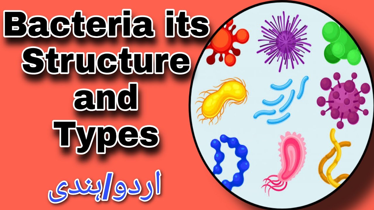 BACTERIA STRUCTURE AND TYPES | Biology Series | Quick Review