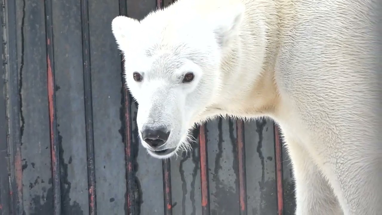 ワタシは尾から