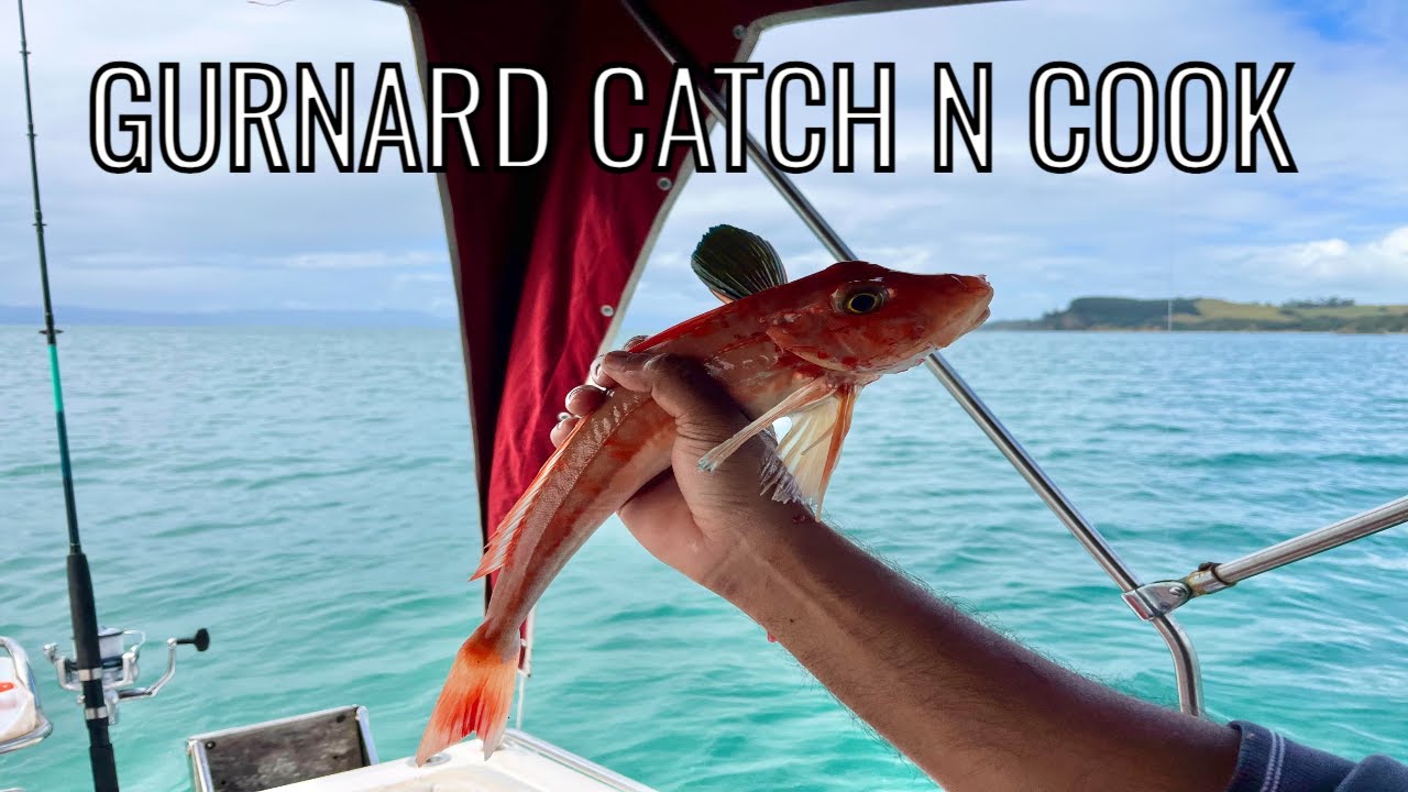 Auckland Fishing for Gurnard and Tacos! | Catch and Cook NZ