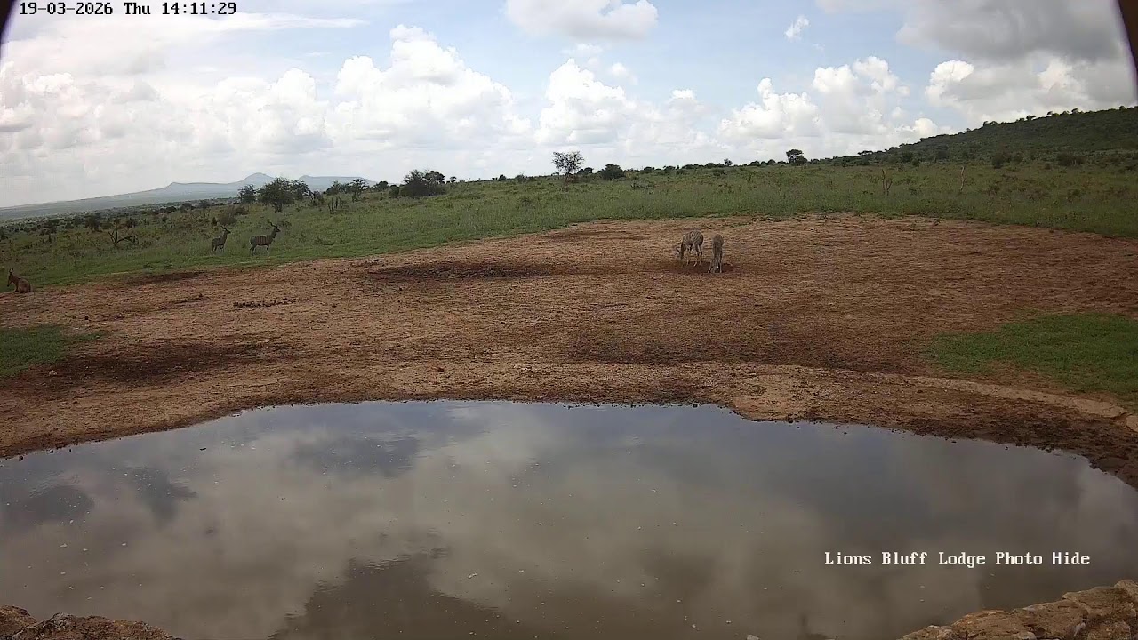 Lions Bluff Lodge Photo Hide - Live Stream