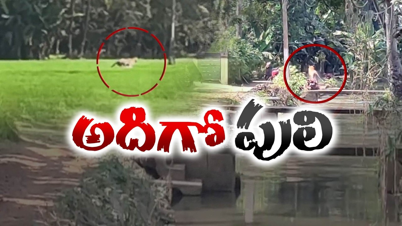 Tiger Spotted in Kurmapuram | Police & Villagers Run in Fear as Tiger Roars