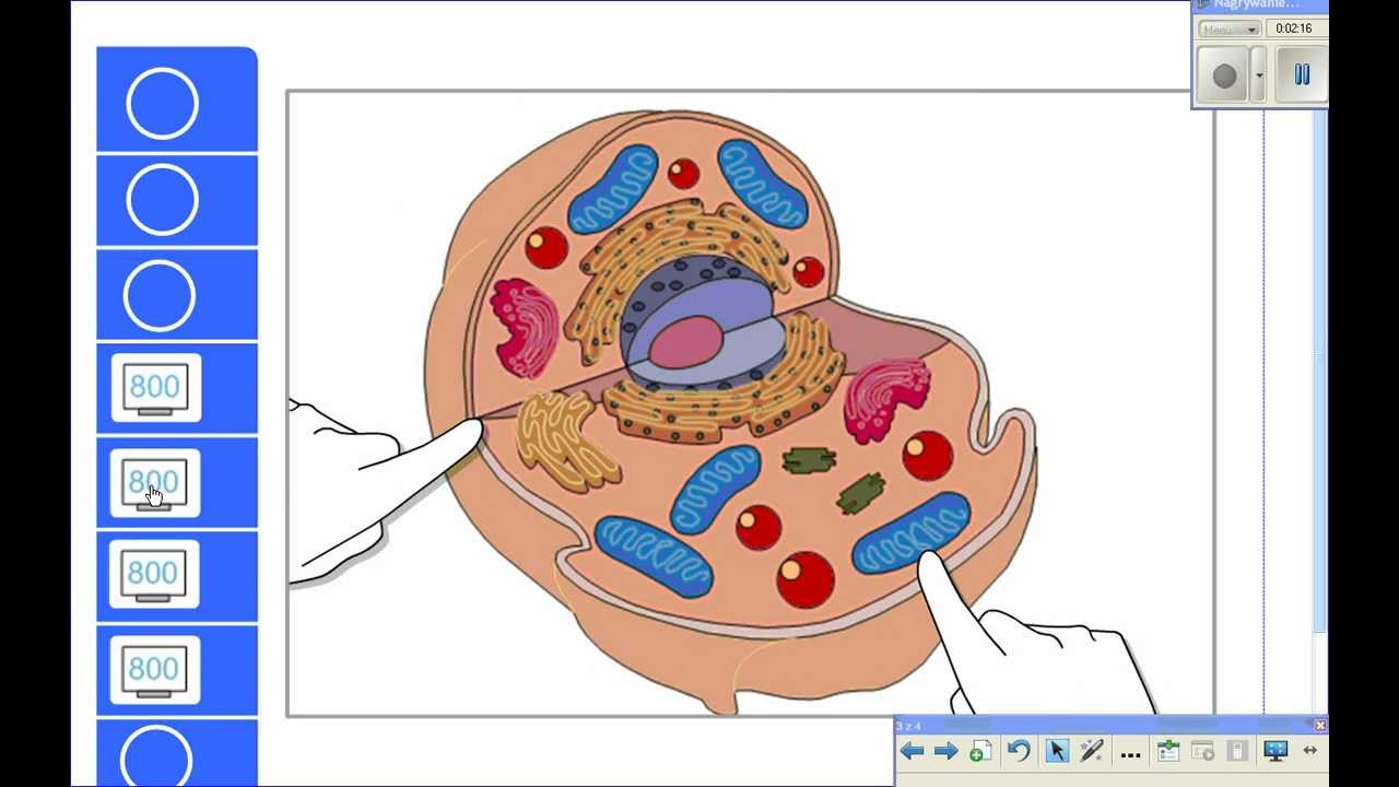 Wykorzystywanie gest&oacute;w na tablicy interaktywnej SMART Board.