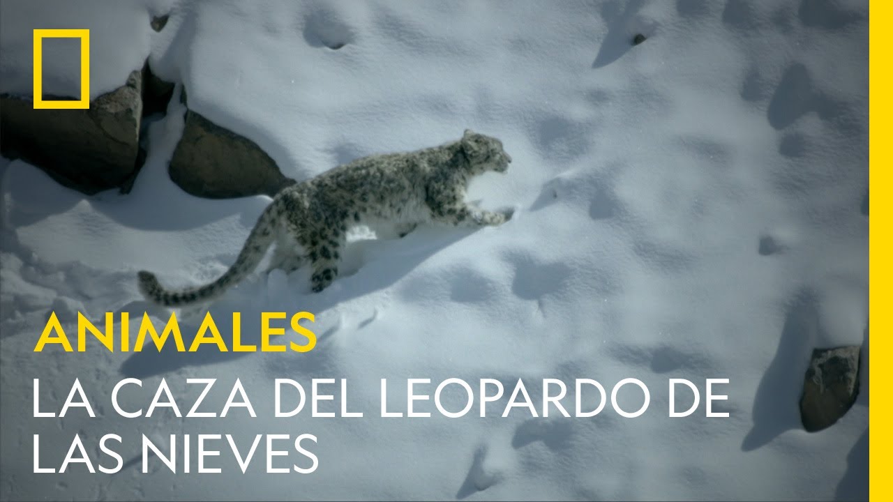 La caza del leopardo de las nieves | NATIONAL GEOGRAPHIC ESPA&Ntilde;A