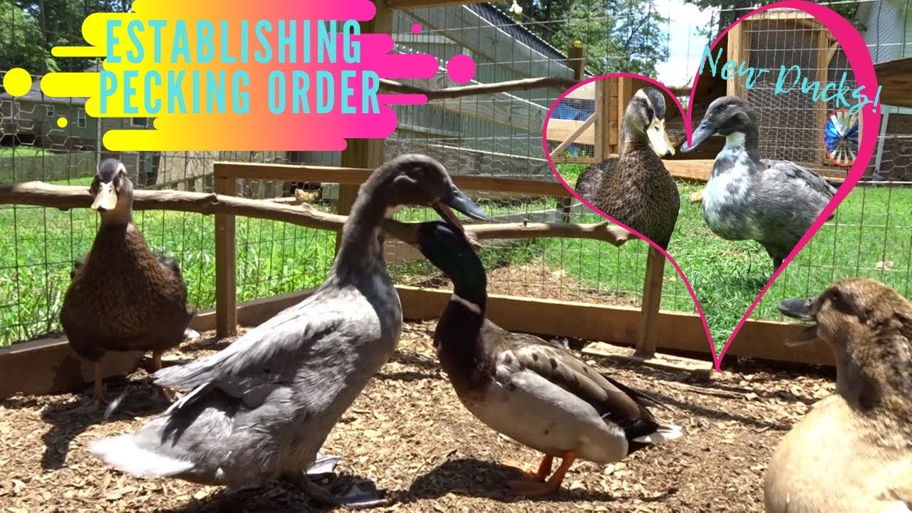 New Ducks! Establishing Pecking Order