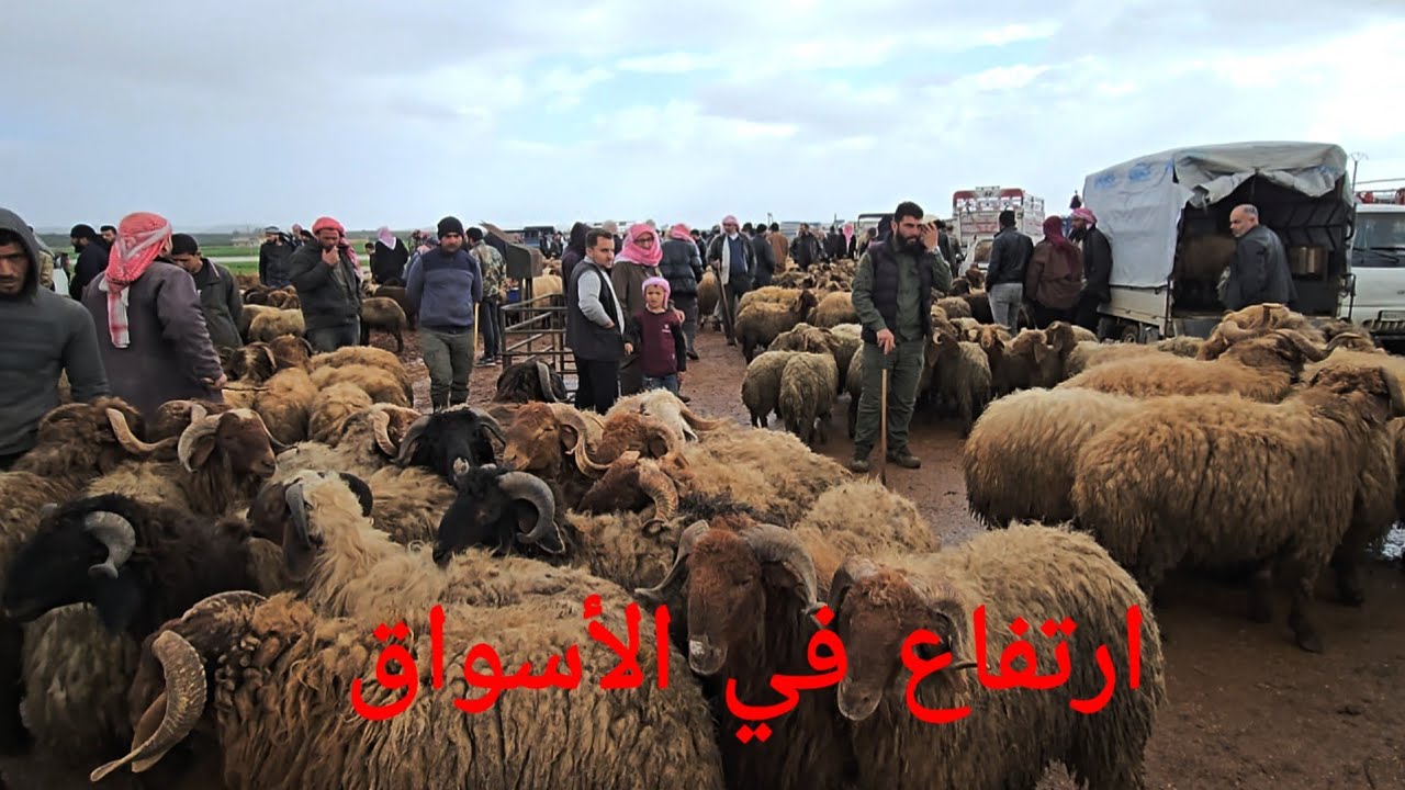 جوله جديده في اسواق ادلب معره مصرين الجمعه 3\4\2026حركه السوق وأسعار اللحم ولاعلاف والغنم المجنوي 