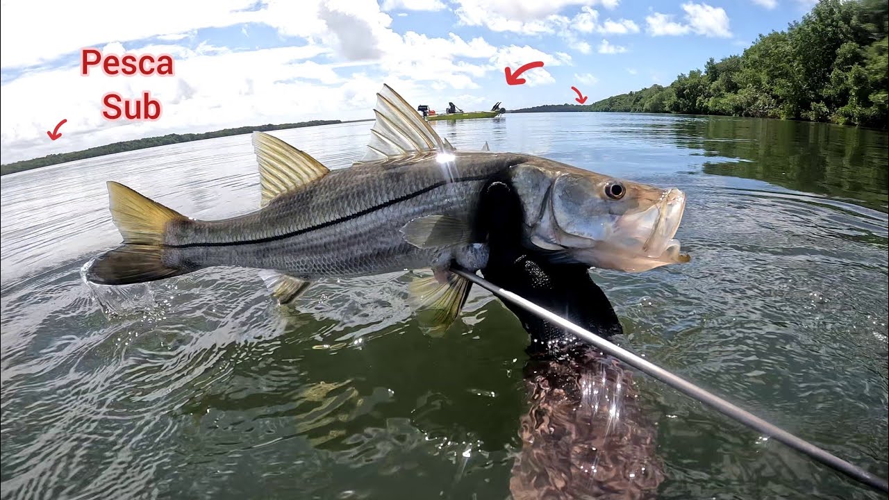 Pesca submarina 🤿, Tainha, Carapeba e Robalo.