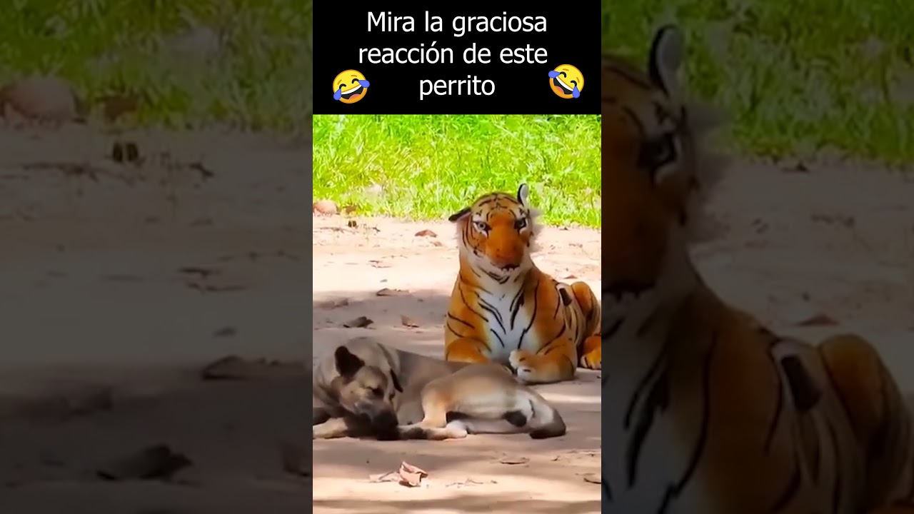 La reacci&oacute;n de un perro al ver un tigre de peluche 😂#SHORTS