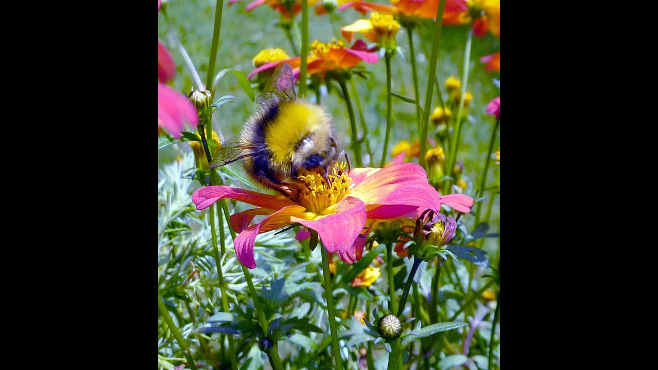 Tanz der Schmetterlinge