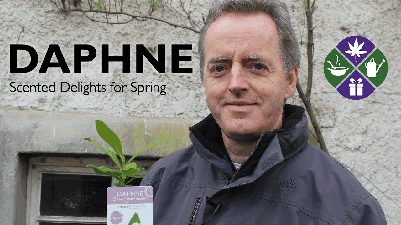 Daphne - Scented Delights for Spring