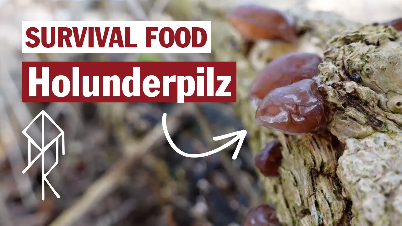 Survival Food Holunderpilz | Judasohr /& Lecker chinesisch kochen | Bushcraft | Survival | Urviech