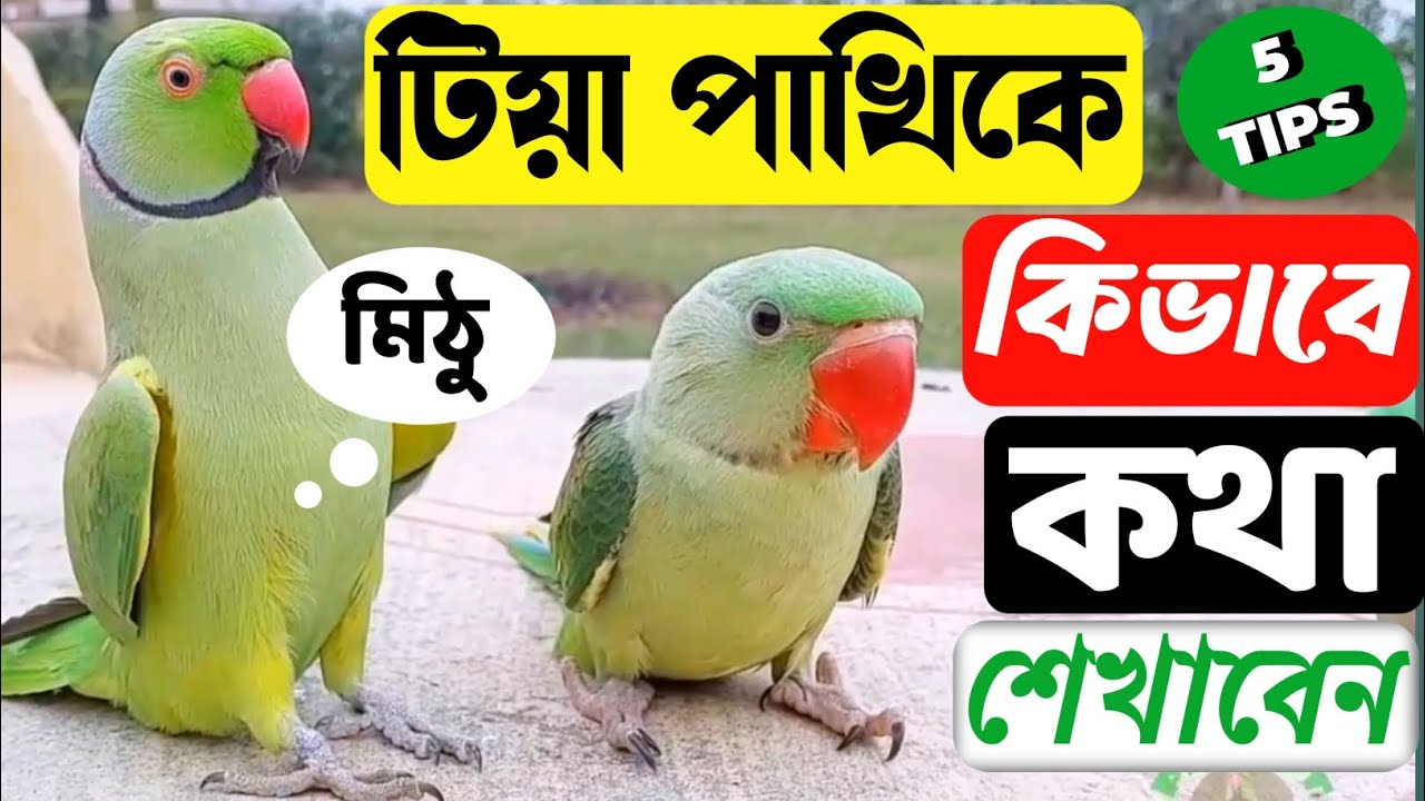 টিয়া পাখিকে কথা বলছে না? মাত্র ৭দিনে টিয়া পাখি কথা শেখান 💯✅🦜 