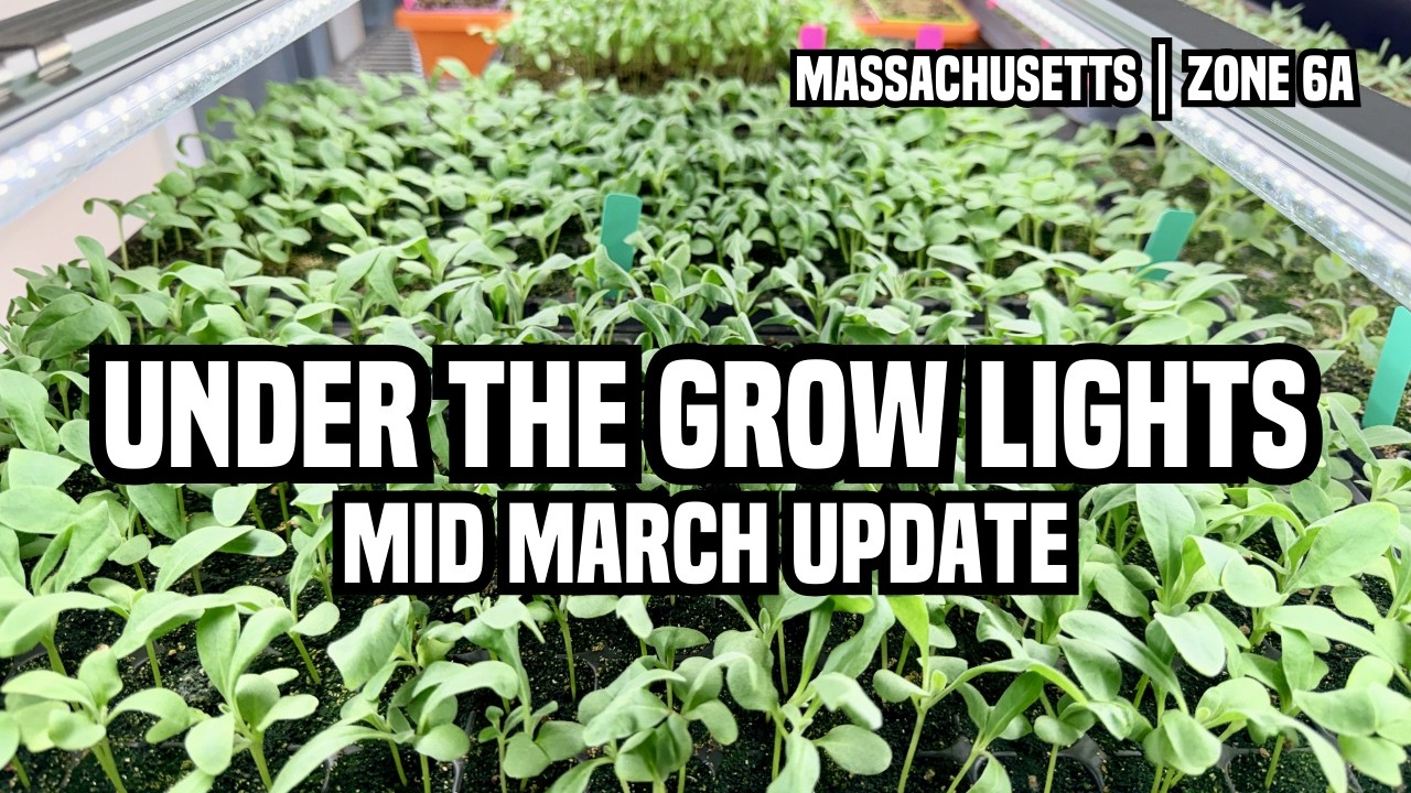 Mid March Seedling Update | What’s Thriving, What’s Dying & What Needs Help