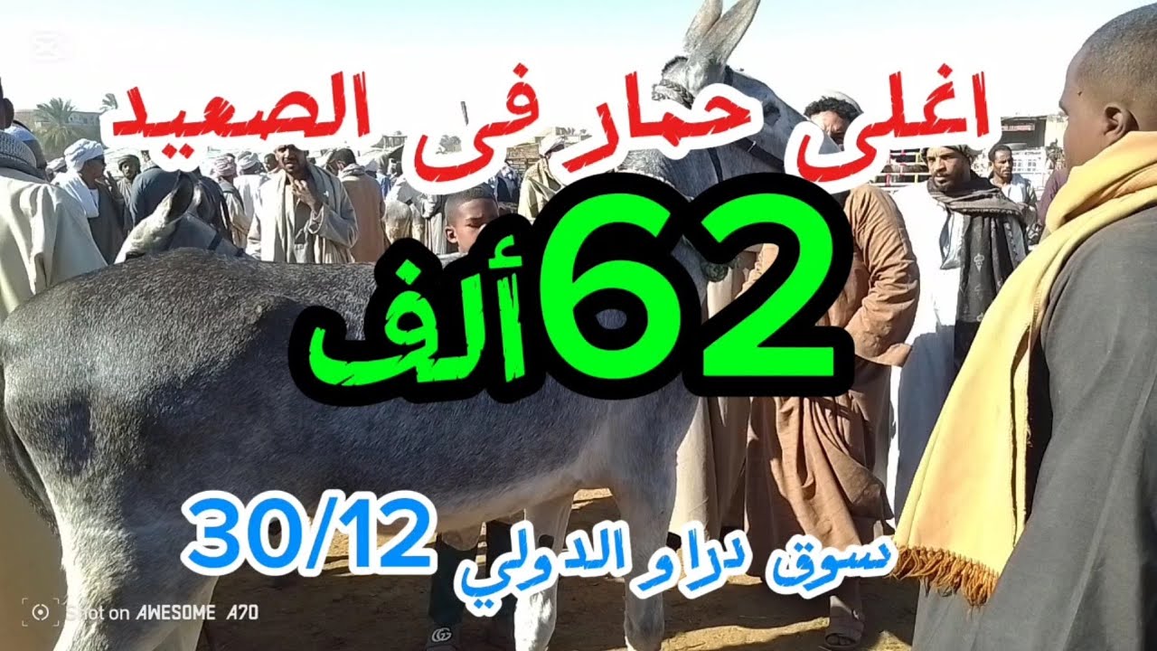 اسعار الحمير داخل سوق دراو واتفرج على حمار بحق بقره والده ٣٠ ديسمبر ٢٠٢٥