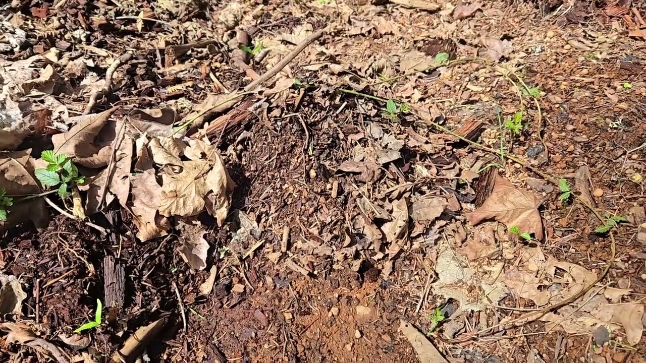 Sign Tracking Cougar. Hiking in Old Growth Forest with Mark J Wienert Video 14