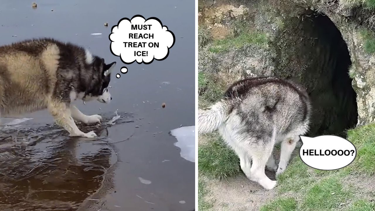 Husky Being Brave, Tunnel & Treat On Ice