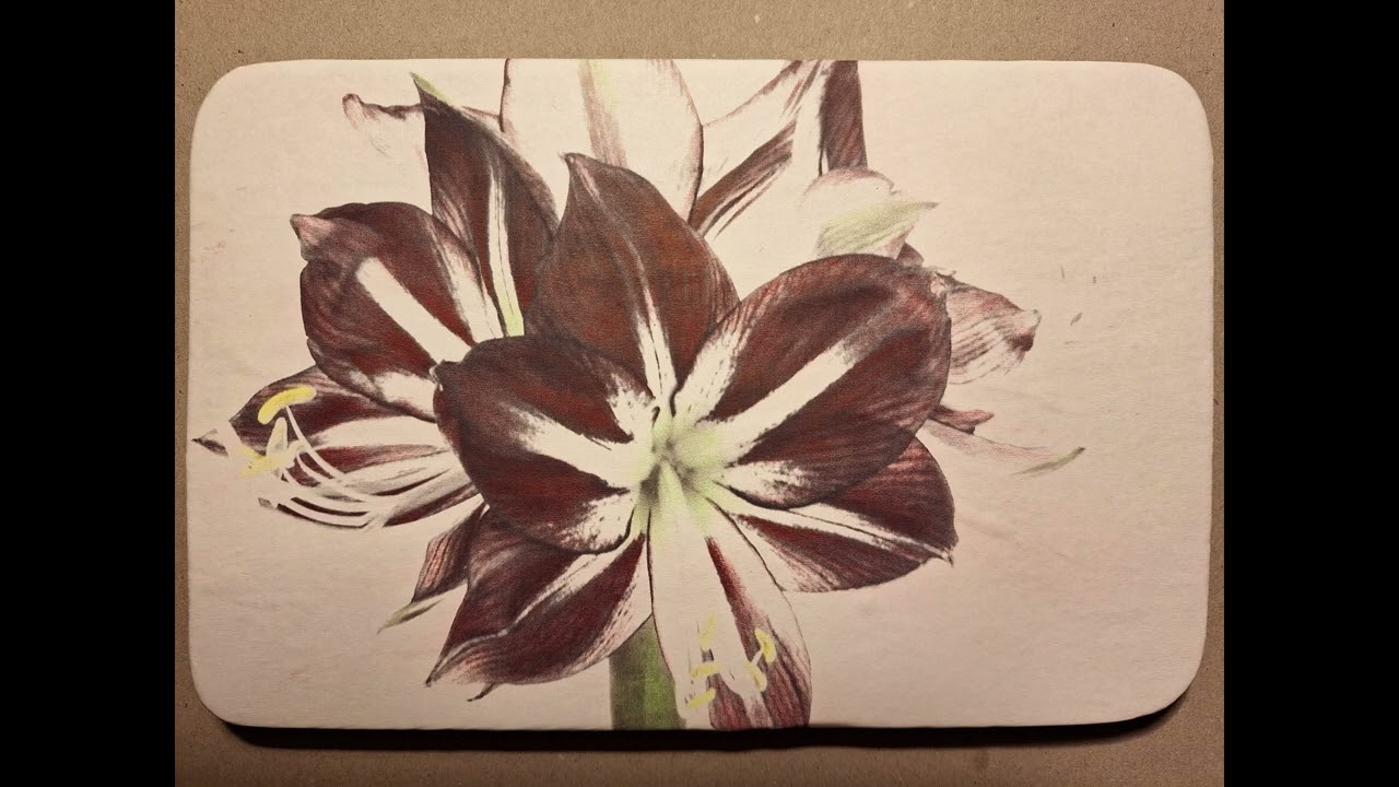 Amaryllis
