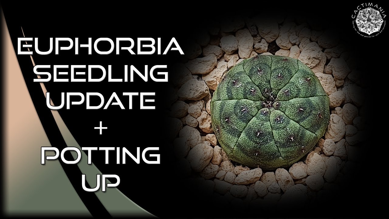 Potting up Euphorbia Seedlings | Obesa & Symmetrica | #Cactus & #Succulent Collection
