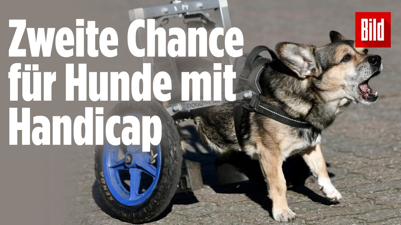Hier bekommen Rolli-Hunde ein neues Leben geschenkt | „De Hun'nenhoff