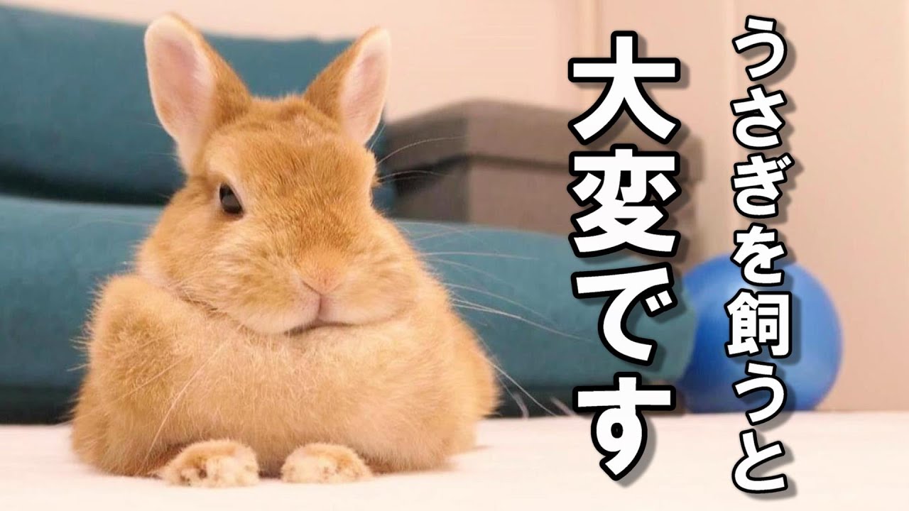 これを見てもウサギを飼えますか？飼う前に知っておきたい大事なこと