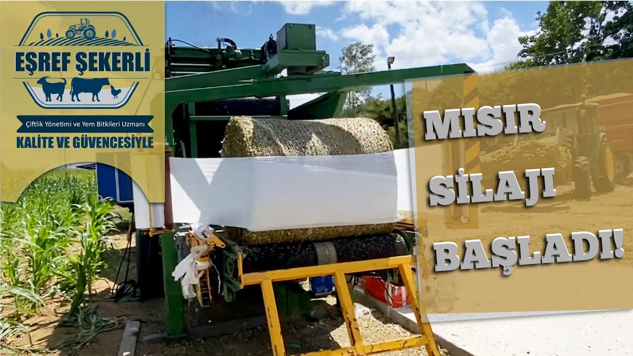 Mısır Silajı Başladı! #Mısır #Silaj