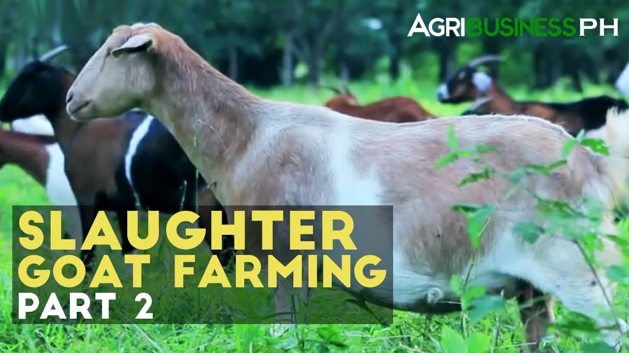 Goat Farming Part 2: How to Manage Slaughter Goat Farm