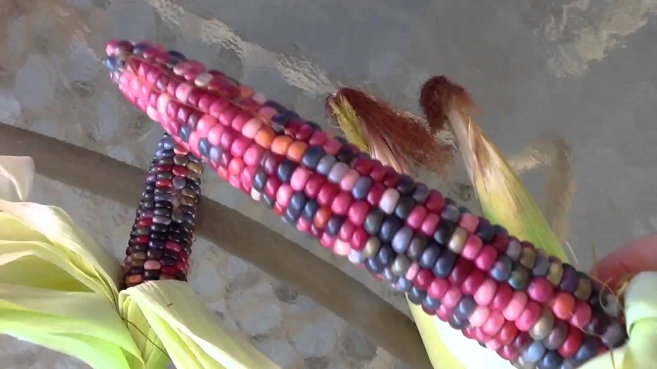 ~Beautiful Glass Gem Corn Harvest~